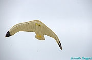 RIMINI 2012 - 019